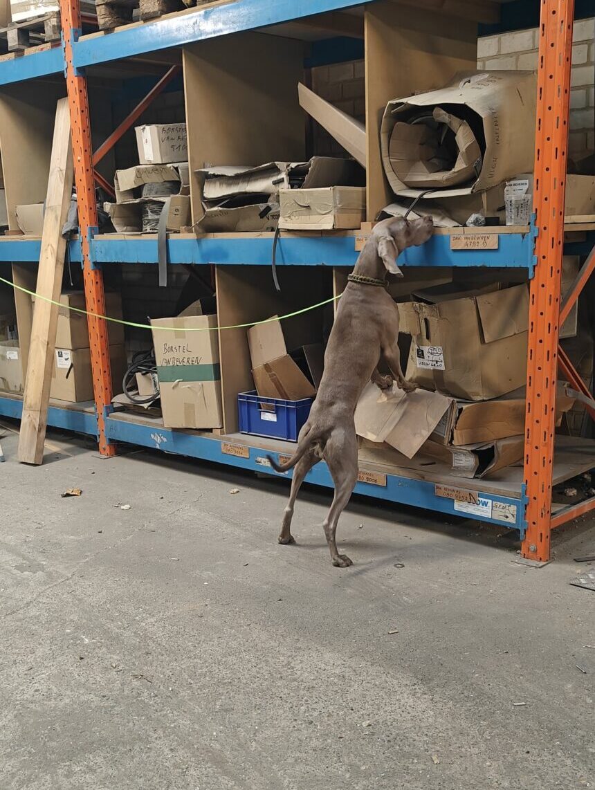 weimaraner zoekt in de hoogte